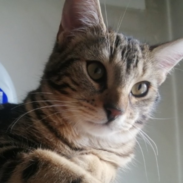 Leïla