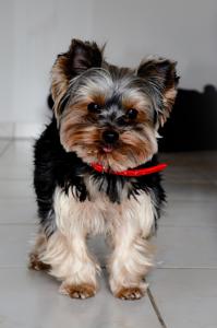 Alizee