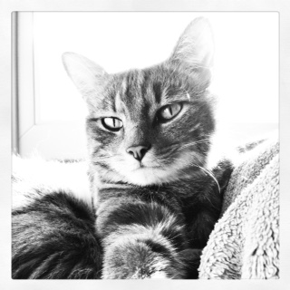 morgane
