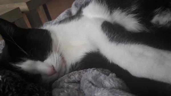 Elodie