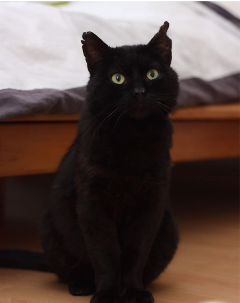 Elodie