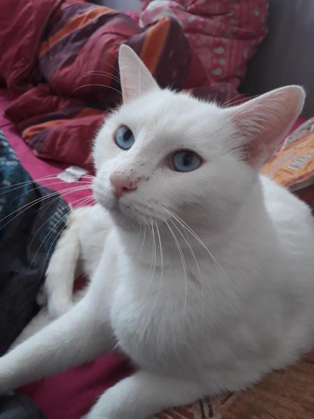 maeva