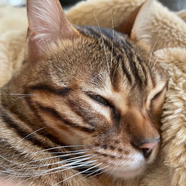 Louna