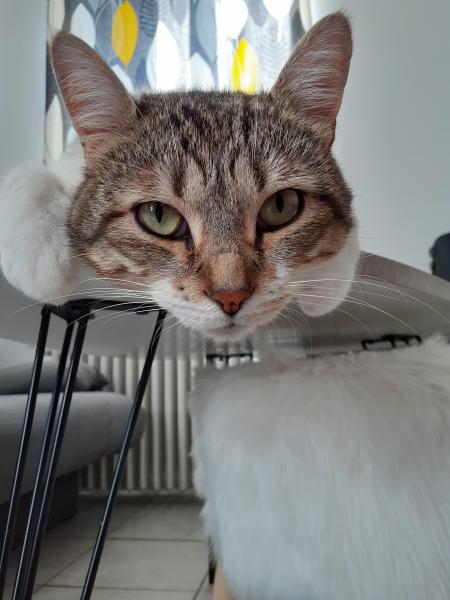 Cassandra