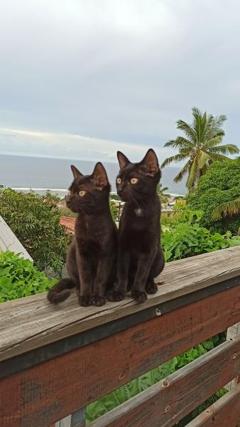 Caty