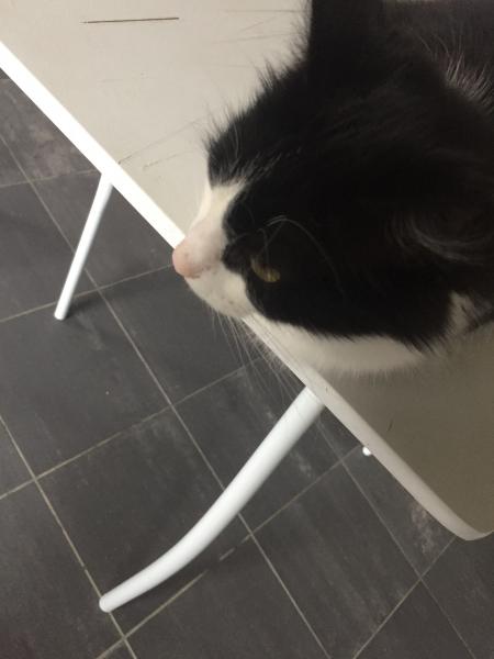 Inès