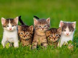 Mireille