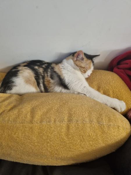 SOPHIE