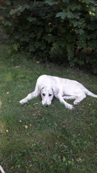 Sophie