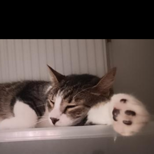 Matias