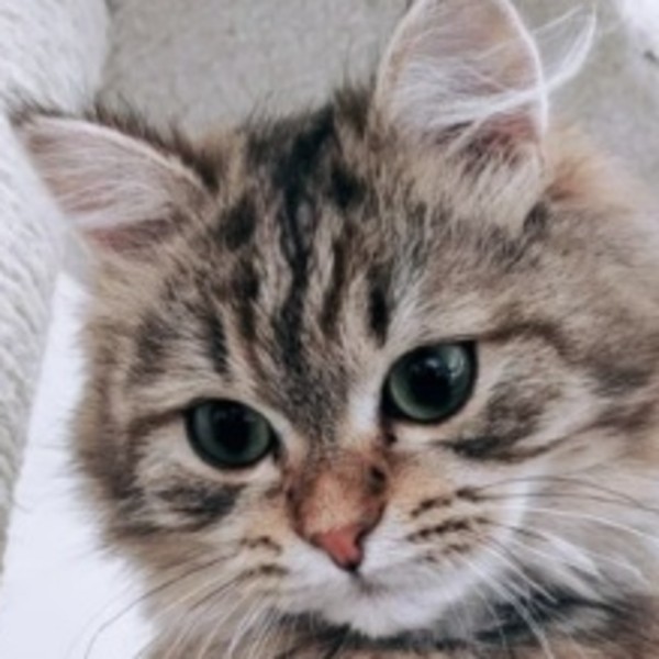 Sophia
