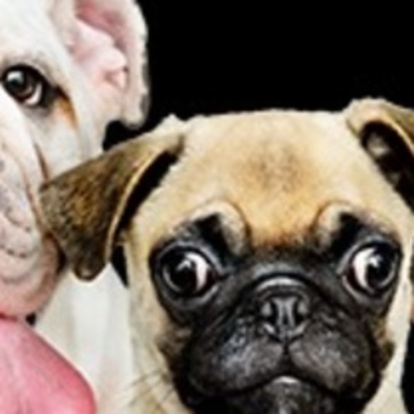 dogsitter1