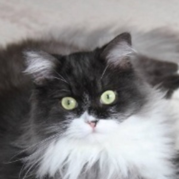 Loriane