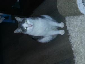 LEO